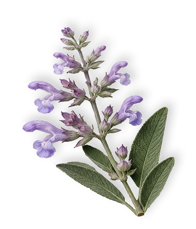 Clary Sage