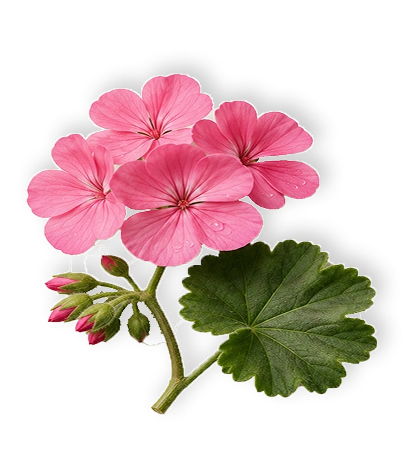 Geranium