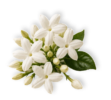 Jasmine flower