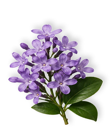 Lilac flower