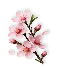 Peach blossom