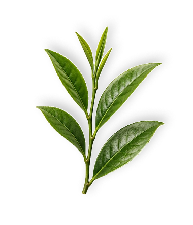 Tea tree leaves